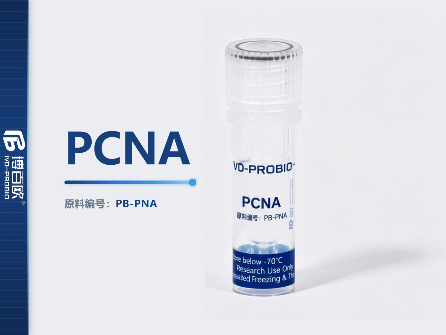 PCNA