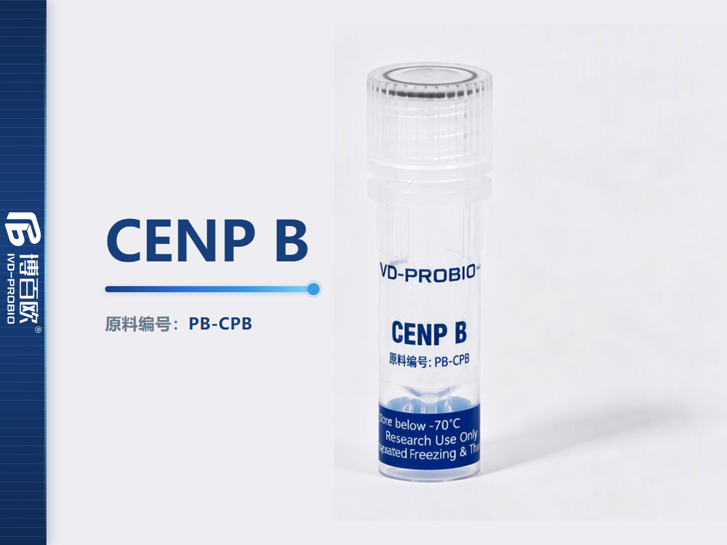 CENP B *